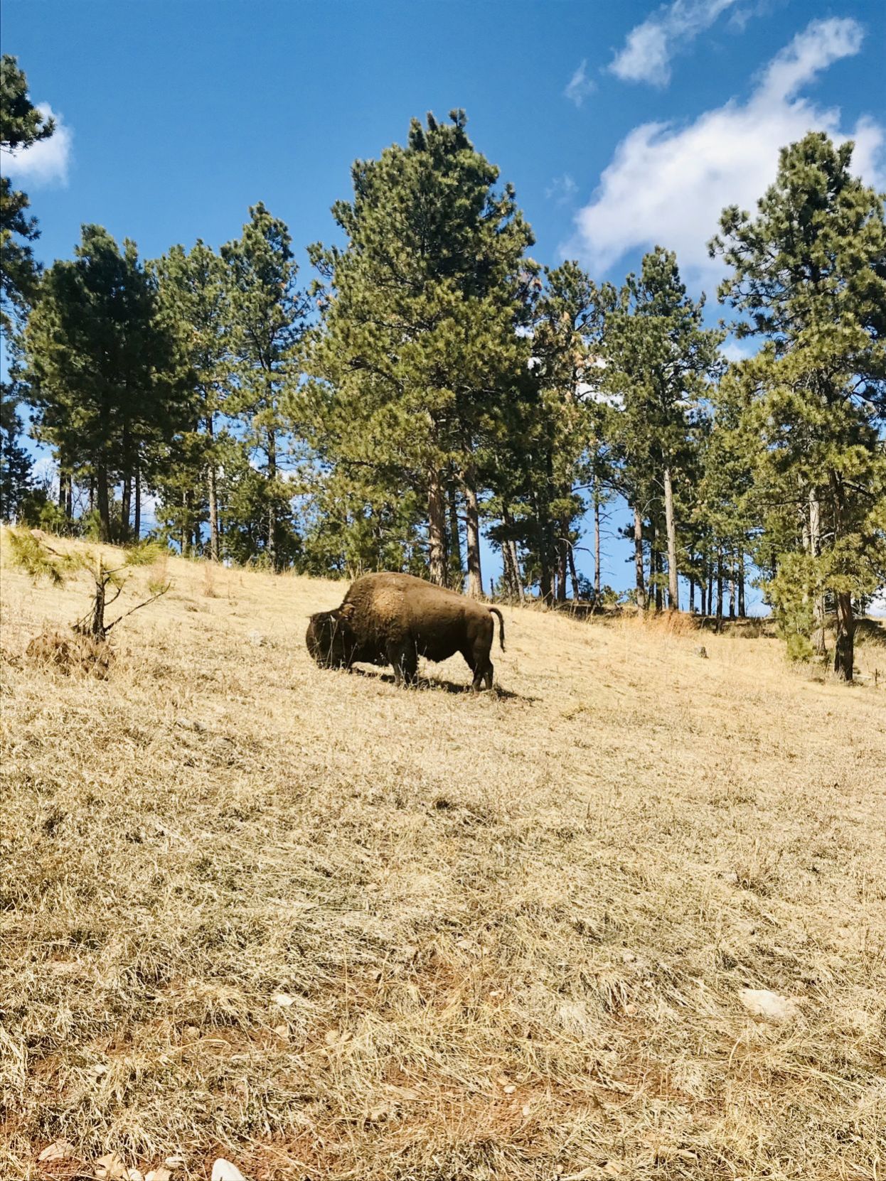 Vacation: Coronavirus photos (buffalo)